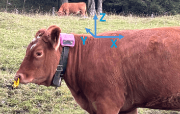 Collar Relative to the animal